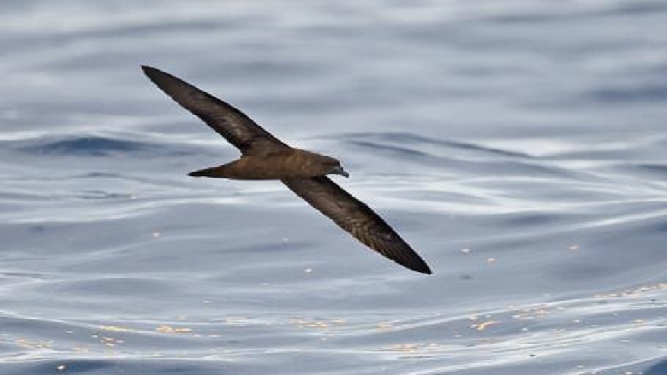 Two native bird species on the verge of extinction – FBC News