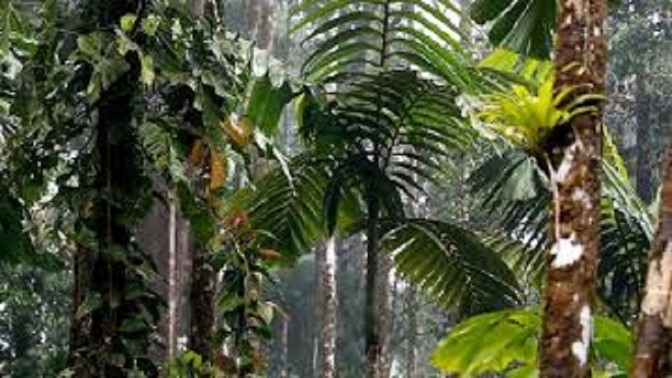 Amazon rainforest belongs to Brazil, says Jair Bolsonaro FBC News