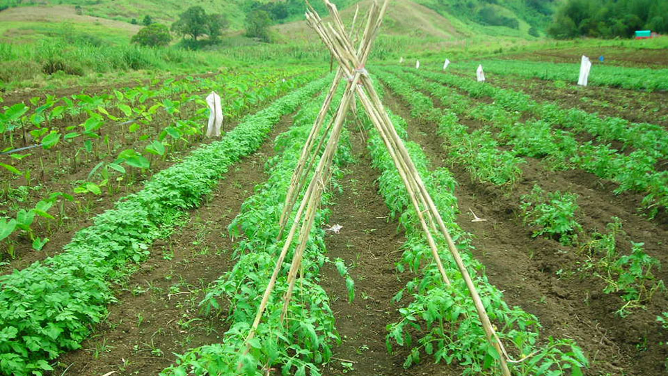 Government expands farm mechanization to boost productivity