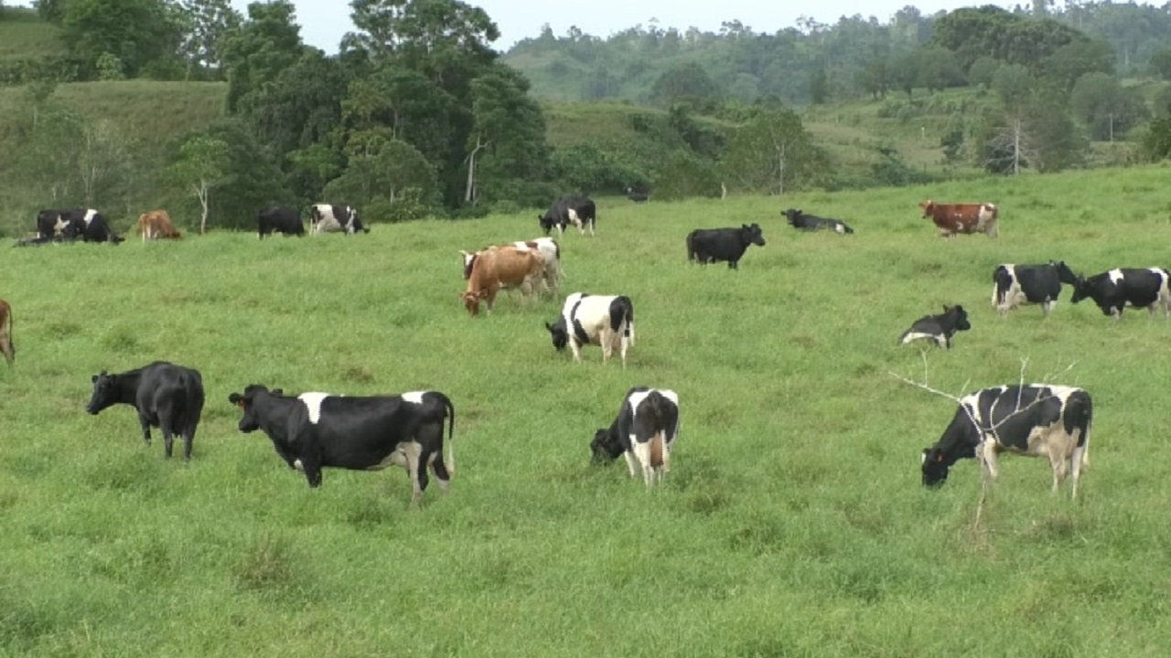 Fiji Cooperative Dairy Company Limited FCDCL, Tailevu (+679 3470007)