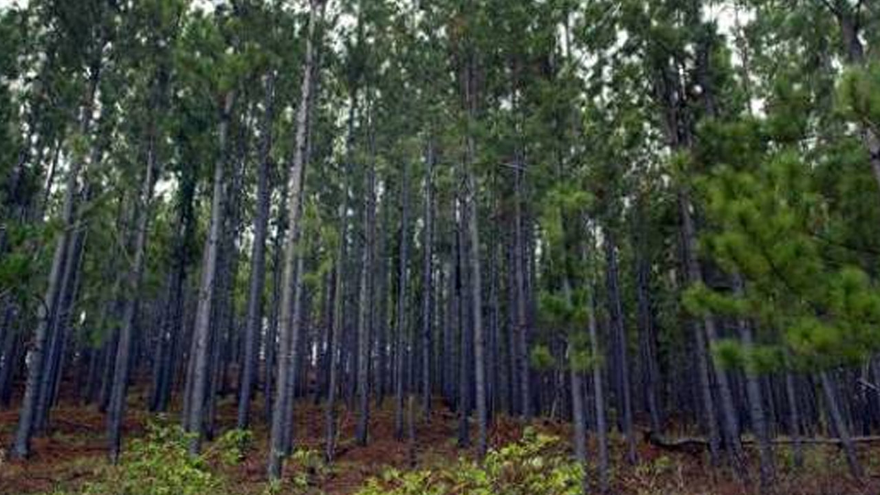 isale fusc pine isale fusc pine