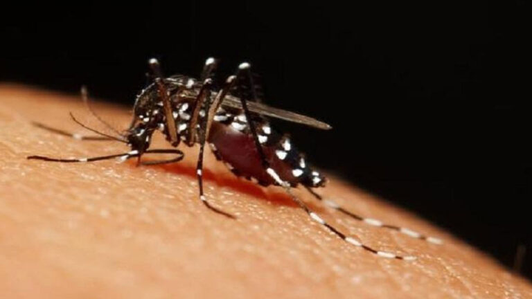 Dengue fever claims three lives – FBC News
