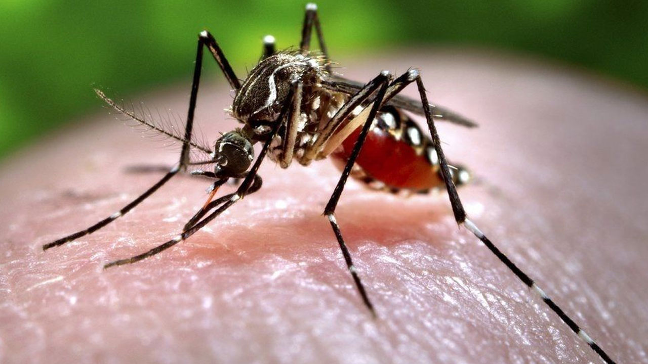 Zika virus: India's Kerala state on alert after 15 cases reported – FBC News