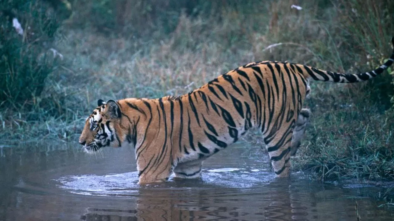 Тигр людоед. Бенгальский тигр. Индийский тигр. Тигр в Индии. Бенгальский тигр Индия.