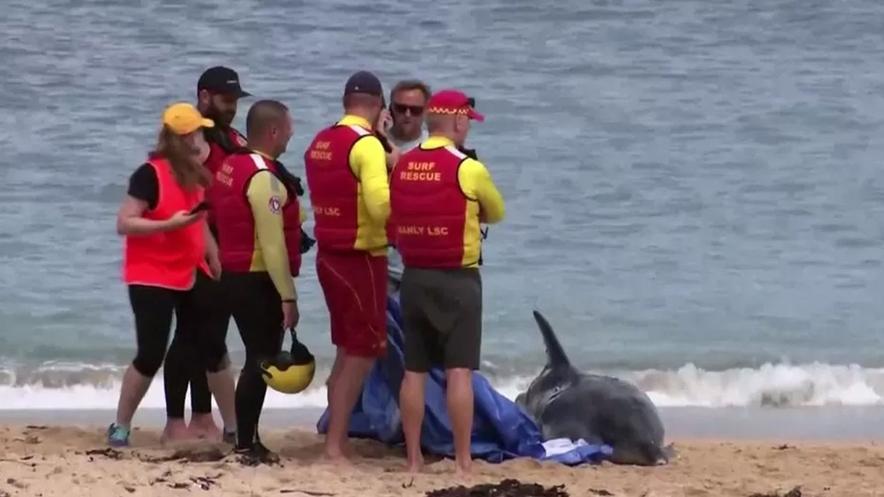 Нападение дельфинов. Австралия акулы пляжи.