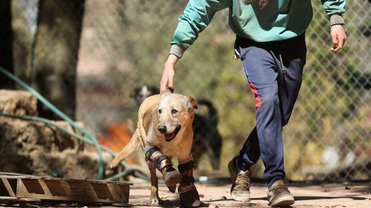 Después de ser torturado por delincuentes, un perro mexicano sobreviviente busca ganar la mayor competencia de mascotas – FBC News