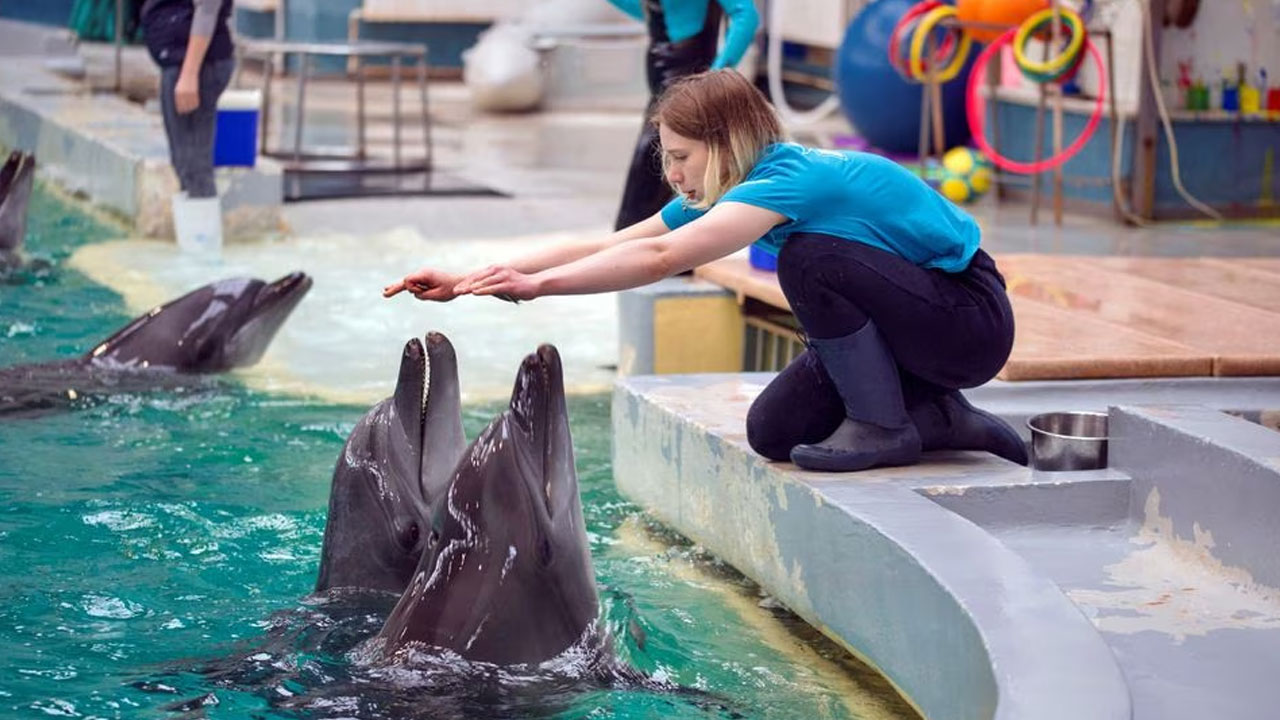 Delfinii ucraineni își găsesc o nouă casă în acvariul din România – FBC News