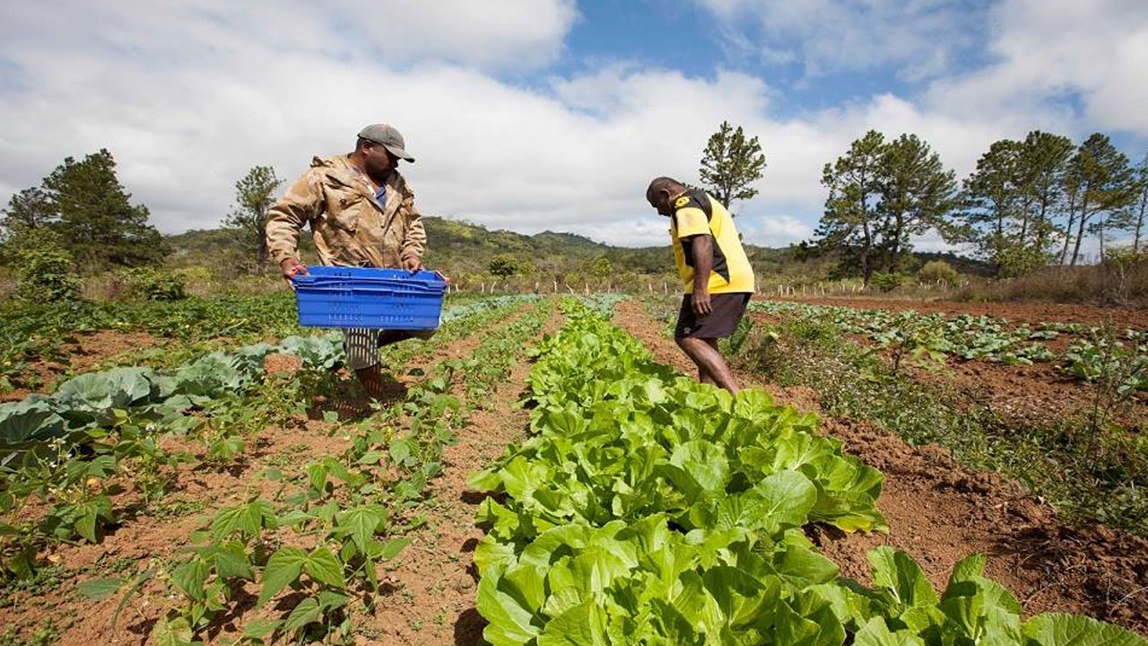 Se promueve la agricultura comercial – FBC News