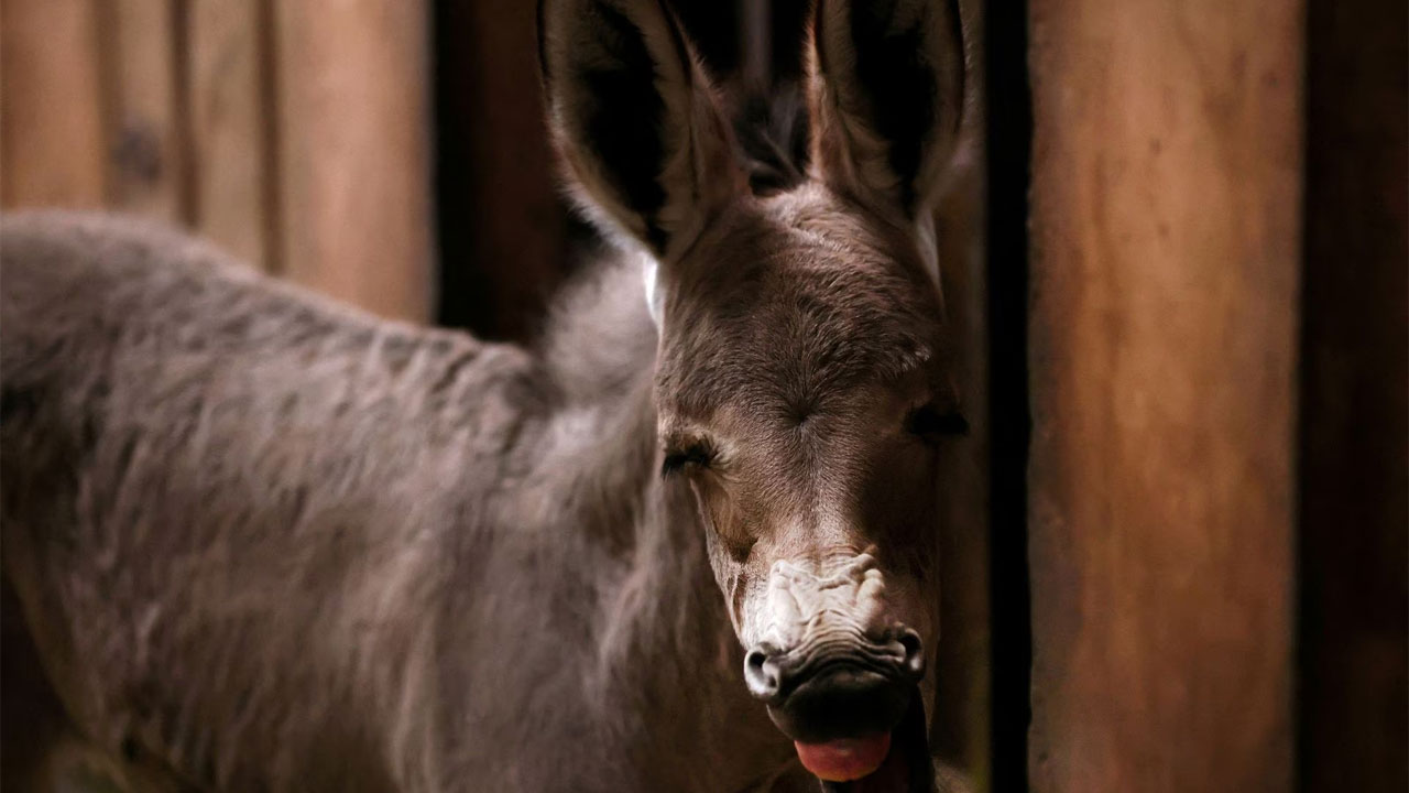 Zoológico de Chile celebra nacimiento – FBC News