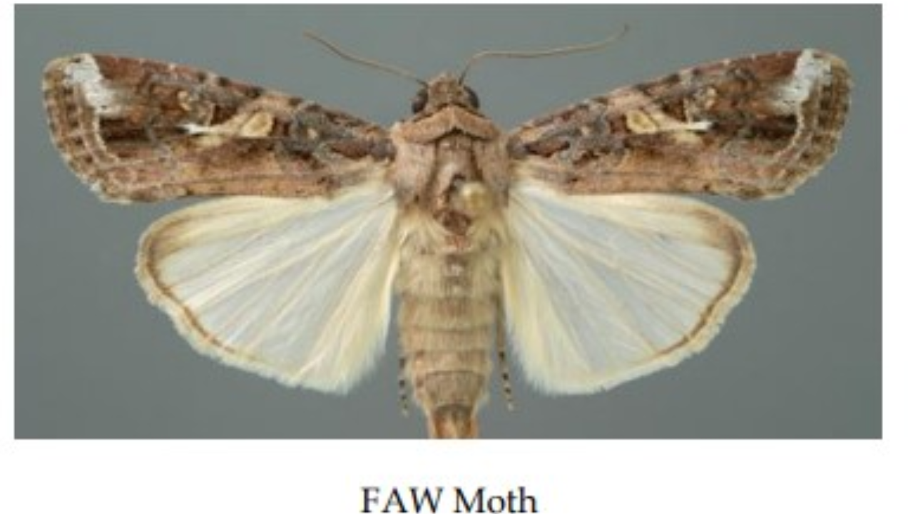 Invasive pest detected in Nadi – FBC News